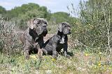 CANE CORSO 336
